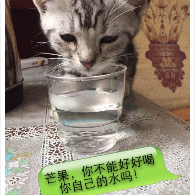 英语4级成绩单丢了怎么补
